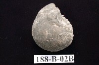 藏品(海蘋果)的圖片